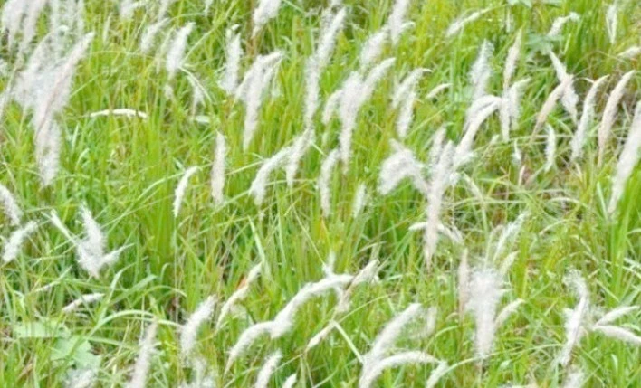 Ảnh minh họa.