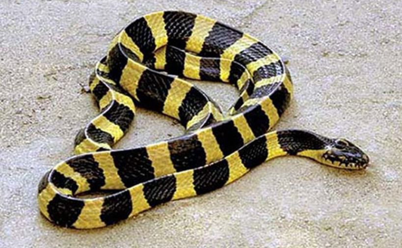 Cách phân biệt rắn cạp nong và rắn cạp nia, hai 'sát thủ thầm lặng' trong thiên nhiên hoang dã