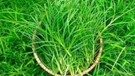 Loài cỏ mọc ven đường hóa ra là "thần dược" cho gan, huyết áp và cả mái tóc