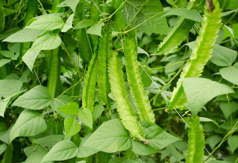 Đậu rồng, “vàng xanh” trong làng rau củ: Vừa bổ dưỡng vừa chữa bệnh, lại chế biến siêu ngon