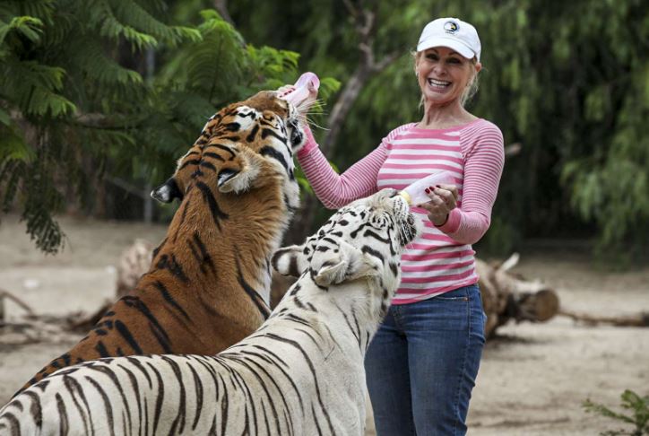 Nếu mèo to như hổ: Kịch bản nào cho loài người?