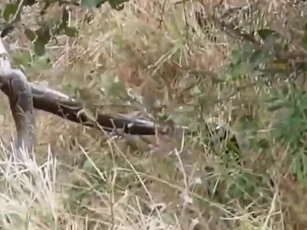 CLIP: Trăn khổng lồ bị lửng mật ong "át vía" trong cuộc đối đầu kịch tính
