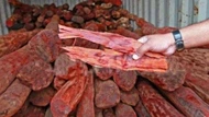 Loại gỗ quý hiếm nhất nhì thế giới được mệnh danh là 'cây vàng xanh': Dù là gỗ, rễ hay lá đem bán đều 'hái ra tiền'