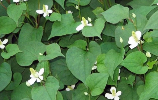 Ảnh minh họa. Ảnh minh họa.