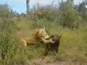 CLIP: Trâu rừng con bị bỏ rơi, rơi vào nanh vuốt sư tử giữa đồng cỏ hoang dã