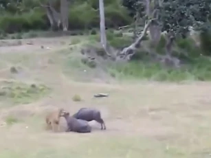 CLIP: Mãn nhãn với những pha săn mồi đầy uy lực của “chúa sơn lâm”