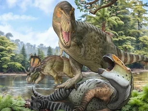 Bí ẩn T-rex "phình to" thành bạo chúa được giải mã