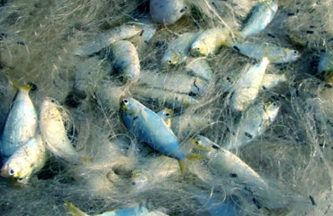 CLIP: Mãn nhãn với những pha quăng chài, kéo lưới thu về hàng loạt cá khủng