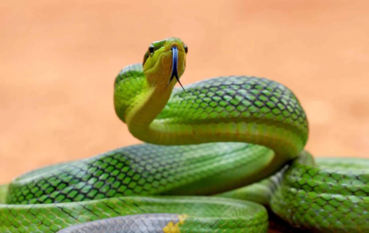 Loài rắn ở Việt Nam có tên gọi dữ dằn, ngoại hình nguy hiểm nhưng hoàn toàn vô hại