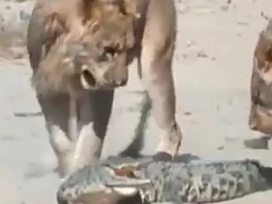 CLIP: Cuộc đối đầu sinh tử giữa cá sấu non và hai con sư tử