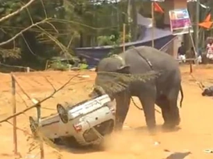 CLIP: Voi "nổi điên" húc lật ôtô, phá hủy hàng loạt tài sản