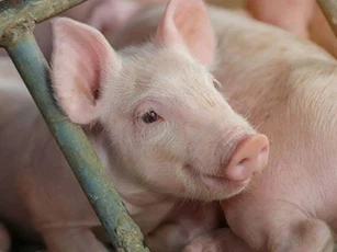 Giá heo hơi ngày 2/6/2025: Nhiều tỉnh miền Bắc và miền Trung ghi nhận mức tăng nhẹ