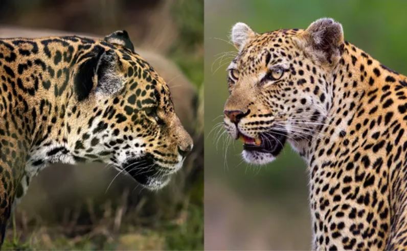 Sự khác biệt giữa báo hoa mai và báo đốm là gì?