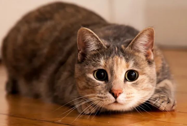 Vì sao mèo thường lắc mông trước khi lao vào tấn công?