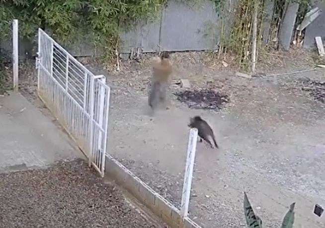 CLIP: Lợn rừng vào nhà dân, điên cuồng tấn công người đàn ông và cái kết 'thót tim'