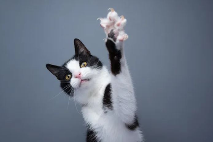 Tại sao móng vuốt của mèo có thể thu lại nhưng móng vuốt của chó thì không?