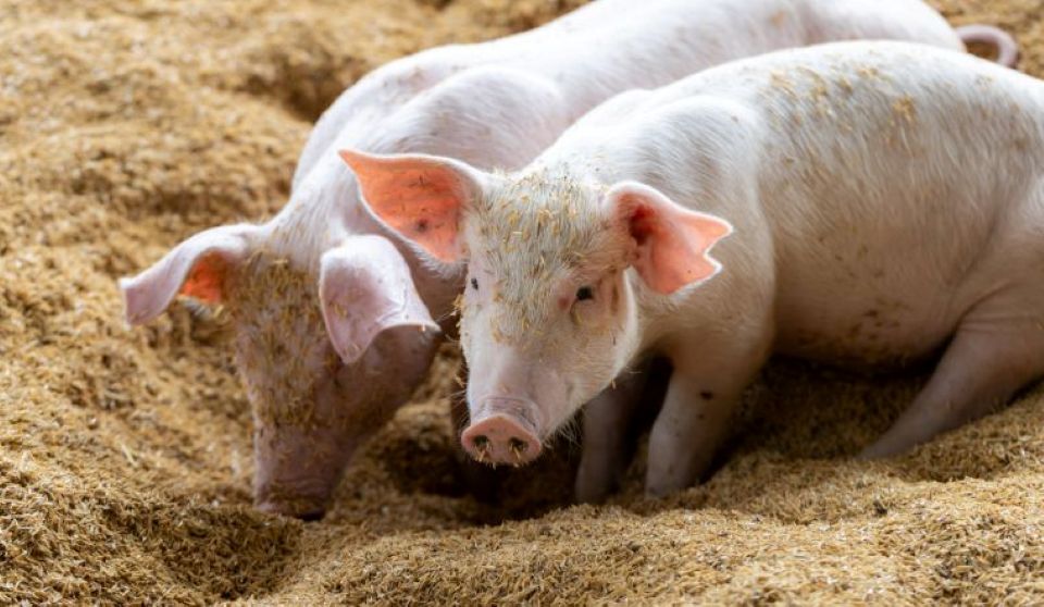 Giá heo hơi ngày 3/6/2025: Miền Bắc tăng giá, miền Nam giảm nhẹ