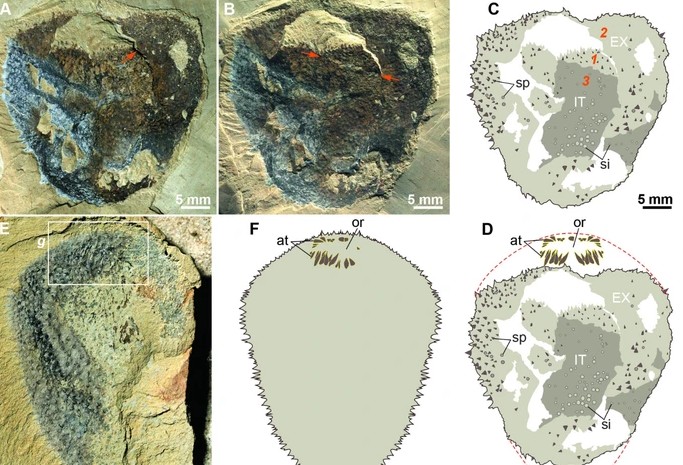 Sinh vật "giả danh" nửa tỉ năm tuổi đánh lừa giới khoa học