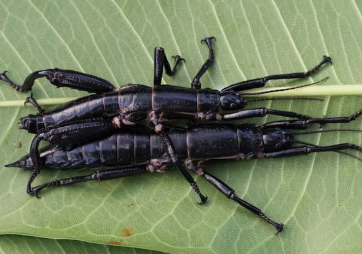 Loài bọ que tưởng tuyệt chủng hơn 100 năm bất ngờ “hồi sinh” trên núi lửa giữa đại dương