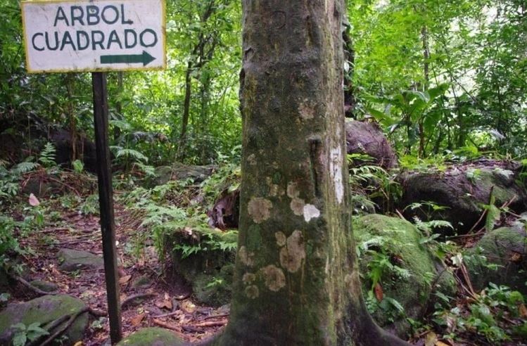 Nh&#x1EEF;ng c&#xE1;i c&#xE2;y vu&#xF4;ng b&#xED; &#x1EA9;n &#x1EDF; gi&#x1EEF;a mi&#x1EC7;ng n&#xFA;i l&#x1EED;a kh&#x1ED5;ng l&#x1ED3; t&#x1EA1;i Panama