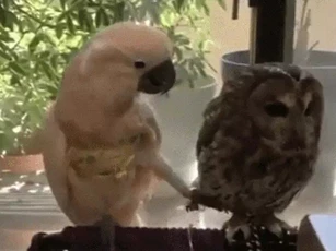 CLIP: Chú vẹt nghịch ngợm “gây sự” với cú mèo lạnh lùng