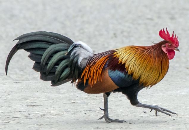 Vì sao gà 'ngất xỉu' khi vẽ một đường thẳng trước mắt?