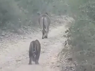 CLIP: Hổ vồ chết bò ngay trước mặt du khách, phớt lờ tiếng la hét và động cơ xe
