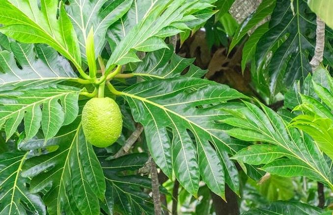 Lá sa kê, 'dược liệu vàng' giúp hạ đường huyết, thanh lọc thận và ngừa bệnh tim