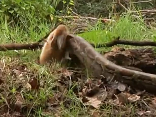 CLIP: Trăn khổng lồ tung cú đớp "nhanh như chớp", hạ gục thỏ chỉ trong vài giây