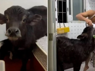 Nuôi trâu làm thú cưng, chàng trai Trung Quốc liên tục bị đuổi khỏi nhà thuê