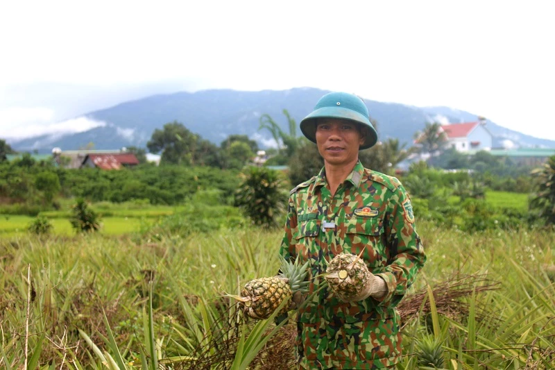 Ông Nguyễn Minh Thắng - Tổ trưởng Tổ hợp tác Dứa Rô Men, thu hoạch dứa.  