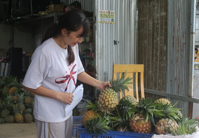 Dứa mật Đam Rông ngày càng được người tiêu dùng lựa chọn.