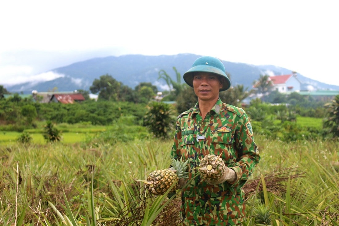 Ngọt lành dứa mật Đam Rông