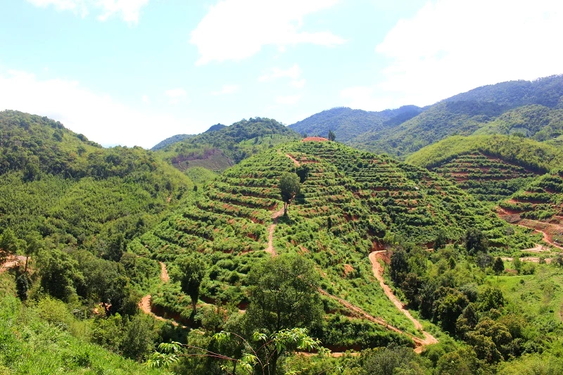Vùng chuyên canh Sầu riêng Đam Rông theo hướng hữu cơ.