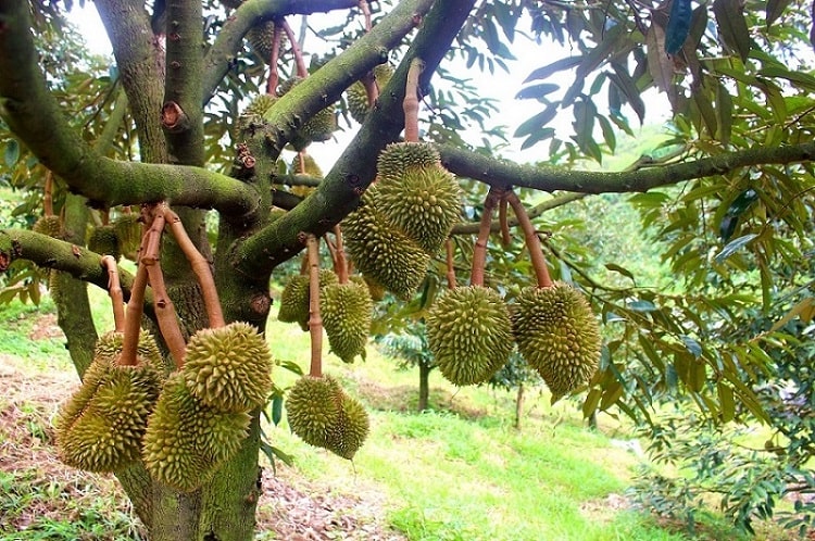 Đam Rông vươn lên từ nông sản bản địa: Kỳ vọng mới từ ba nhãn hiệu chứng nhận