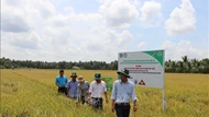 Tài chính xanh cho mục tiêu Net Zero - Bài 1: Đón đầu các nguồn tài chính
