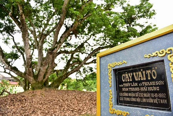 Cây vải tổ huyền thoại tại làng Thúy Lâm, Thanh Sơn Cây vải tổ huyền thoại tại làng Thúy Lâm, Thanh Sơn