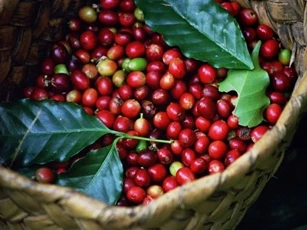 Giá nông sản ngày 5/7/2025: Cà phê tăng nhẹ, hồ tiêu tiếp tục giảm