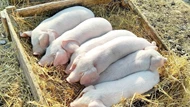 Giá heo hơi ngày 9/7/2025: Đồng loạt giảm trên toàn quốc
