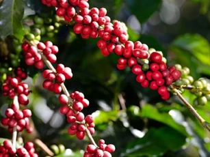 Giá nông sản ngày 11/7/2025: Cà phê bất ngờ giảm, hồ tiêu tiếp tục ổn định