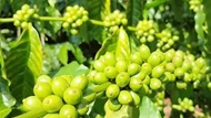 Giá nông sản ngày 15/7/2025: Cà phê lao dốc bất ngờ