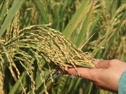 Các nhà khoa học Liên bang Nga tìm ra phương pháp mới tạo giống lúa năng suất cao