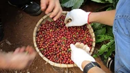 Giá nông sản ngày 16/7/2025: Cà phê bật tăng mạnh mẽ