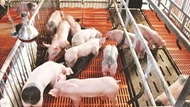 Giá heo hơi ngày 16/7/2025: Tiếp tục giảm tại miền Bắc và miền Trung