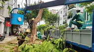 Đà Nẵng yêu cầu không cắt trụi tán cây đô thị