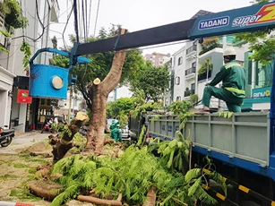 Đà Nẵng yêu cầu không cắt trụi tán cây đô thị
