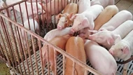 Giá heo hơi ngày 25/7/2025: Không biến động trên phạm vi toàn quốc