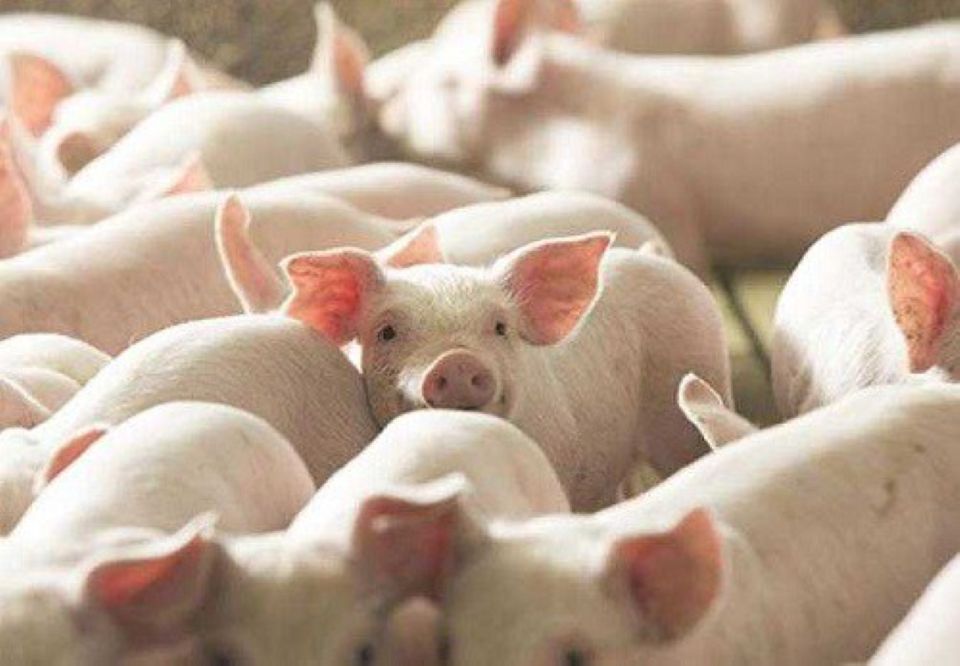 Giá heo hơi ngày 26/7/2025: Nhiều địa phương tiếp tục điều chỉnh giảm nhẹ