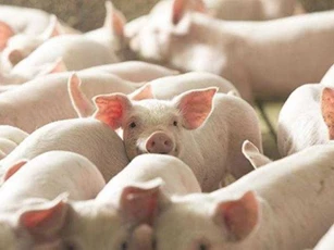 Giá heo hơi ngày 26/7/2025: Nhiều địa phương tiếp tục điều chỉnh giảm nhẹ