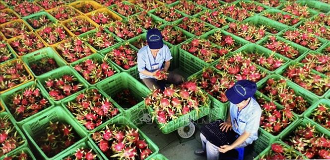 Thủ tướng chỉ đạo gỡ vướng cho thanh long, hồ tiêu xuất khẩu
